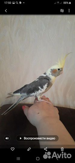 Попугаи от заводчика