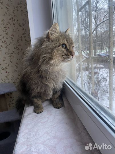 Кот в добрые руки