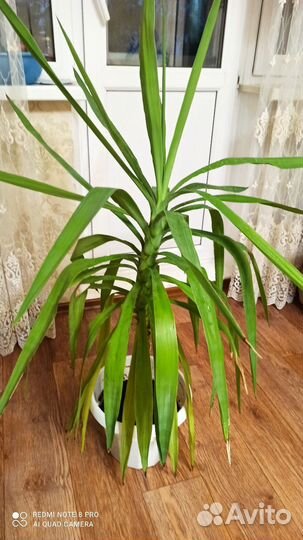 Пальма юкка