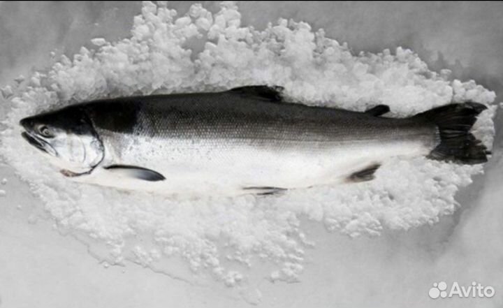 Горбуша свежая