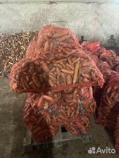 Морковь комр