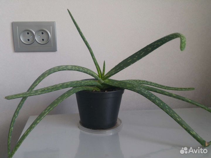 Алоэ вера взрослое