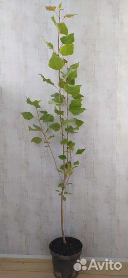 Тополь колоновидный