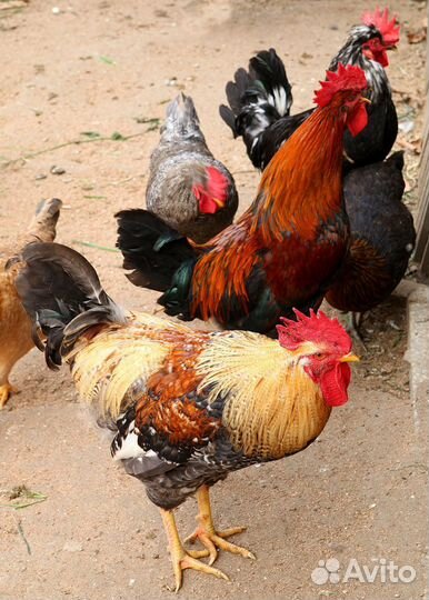 Петух 7 мес