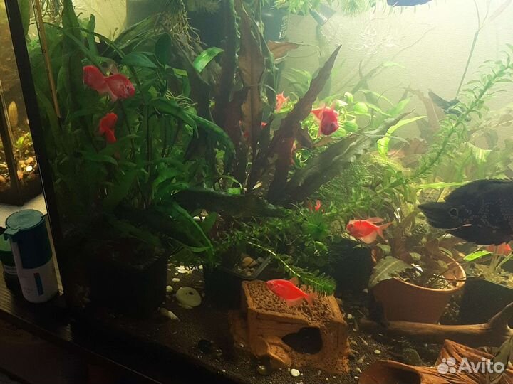 Аквариум