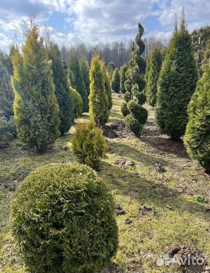 Можжевельник казацкий голубой