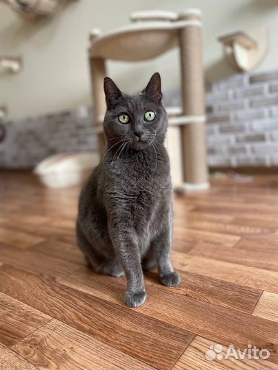 Отдается кошечка