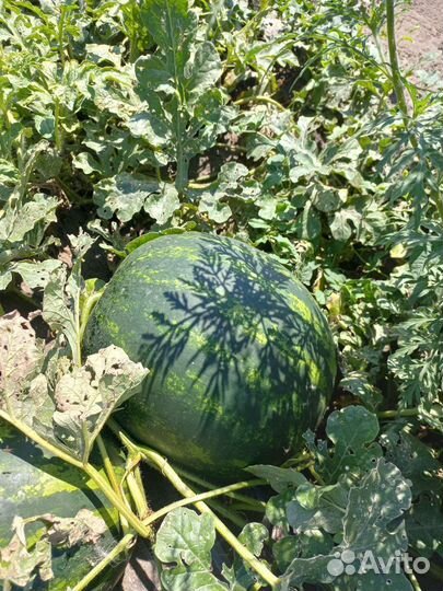 Продукты питания