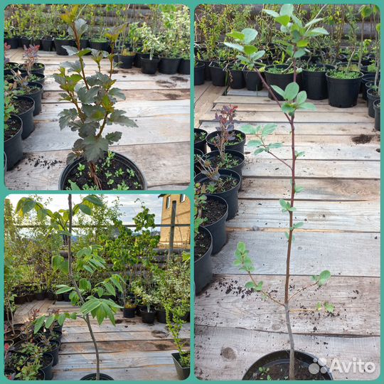 Саженцы декоративных растений