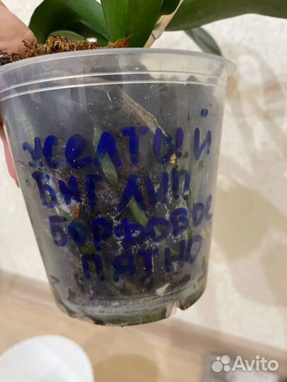 Орхидея фаленопсис