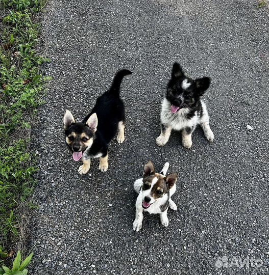 Щенок в добрые руки