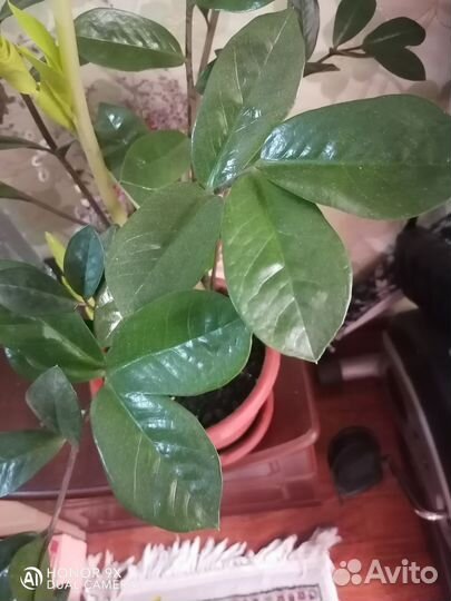 Зимиокулькос отростки