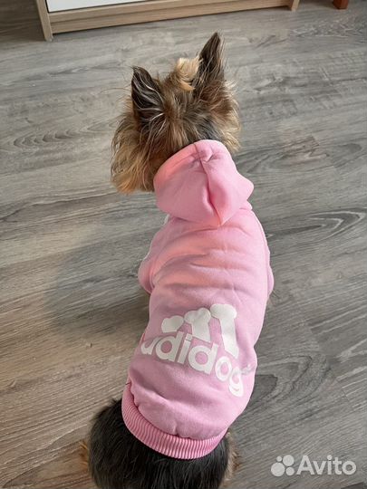 Одежда для собак мелких пород