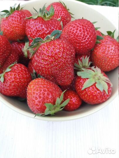 Рассада крупноплодной клубники