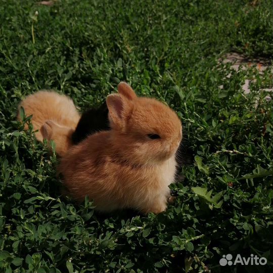 Карликовый кролик