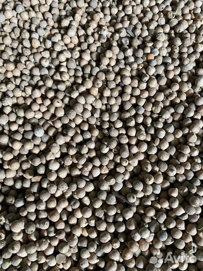 Горох кормовой