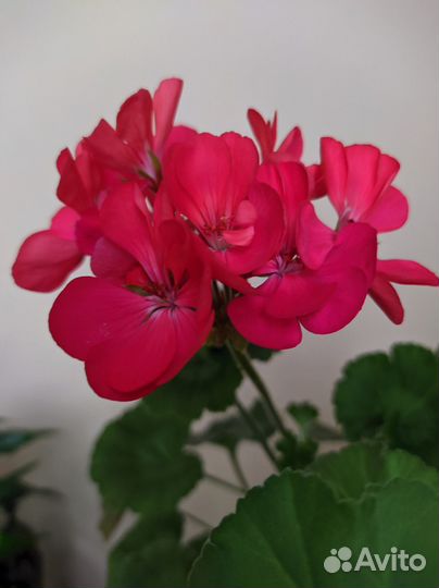Пеларгония зональная