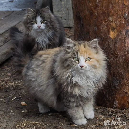 Коты подростки