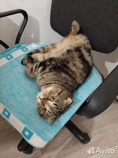 Передержка кошек