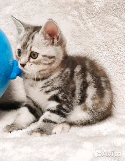 Британская кошечка