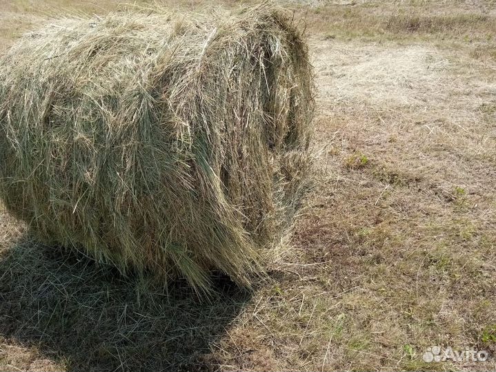 Сено в тюках
