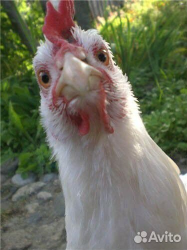 Несушки (отборка)