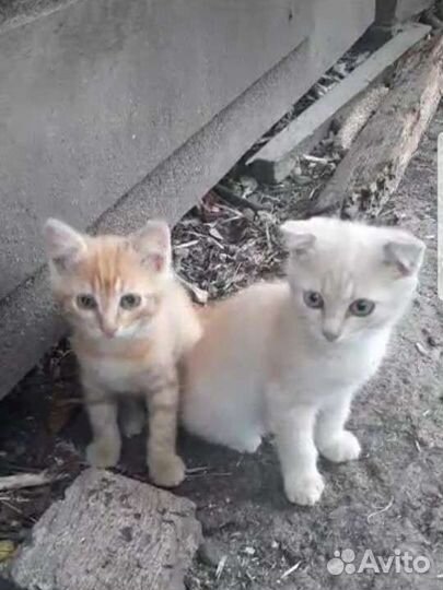 Рыжий котенок и белый вислоухий