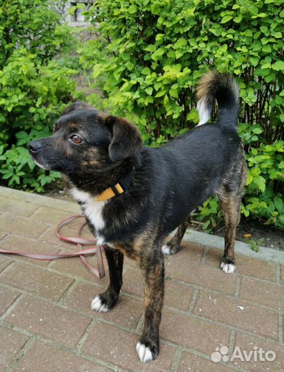 Собака ищет дом