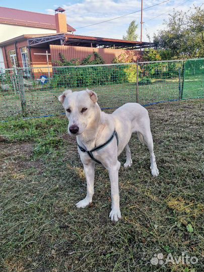 Собака в добрые руки