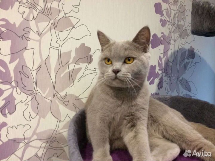 Шотландский кот вязка