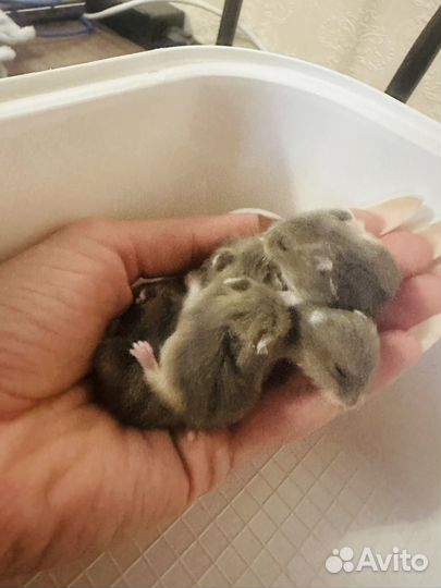 Джунгарский хомяк