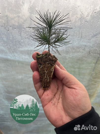 Сеянцы зкс Сосна Ель Лиственница окс Голуб Горн
