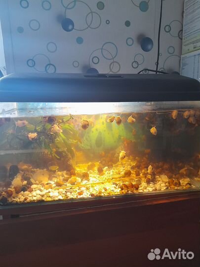 Аквариум с рыбками и все содержимое