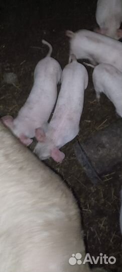 Домашние животные