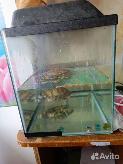 Красноухая черепаха с аквариумом