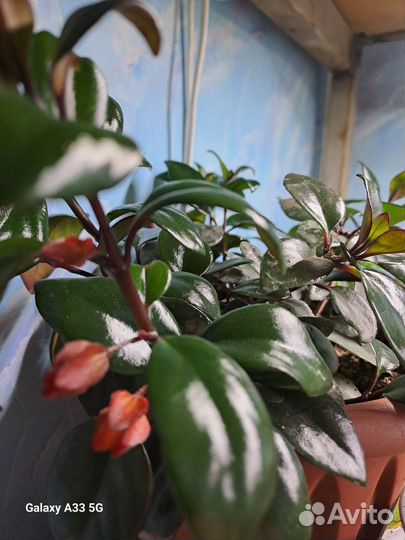 Нематантус (золотая рыбка)