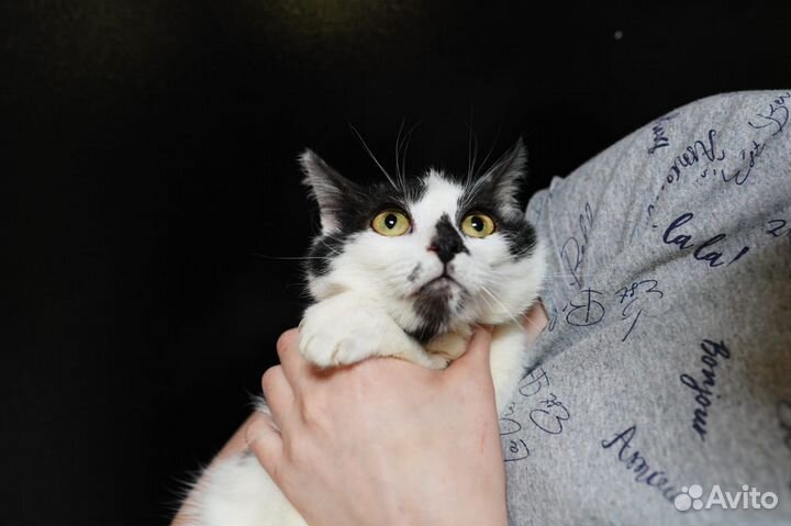 Котик мальчишка кастрат