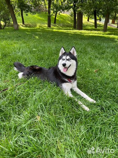 Сибирский хаски