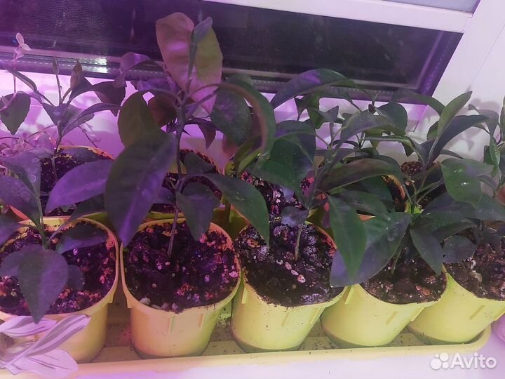 Мандариновое дерево