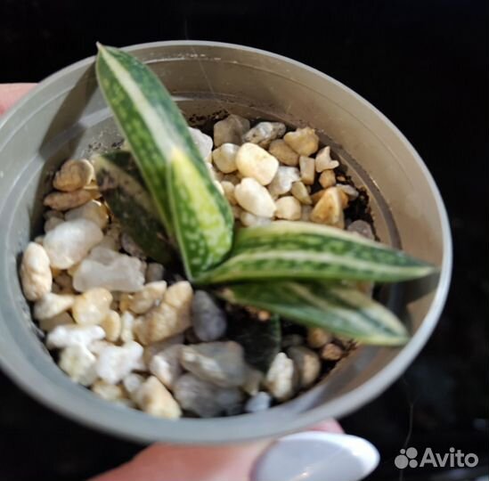Суккуленты