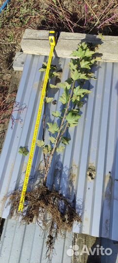 Саженцы смородины