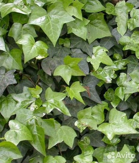 Плющ хедера