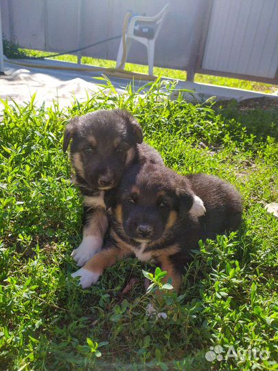 Щенки бесплатно