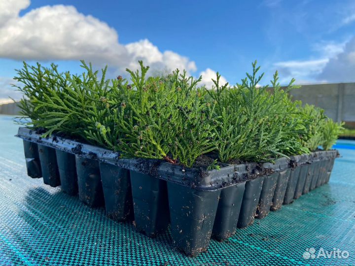 Доращивание саженцев туи