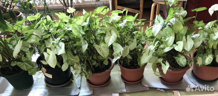 Сингониум в ассортименте