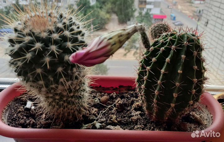 Композиция из двух кактусов