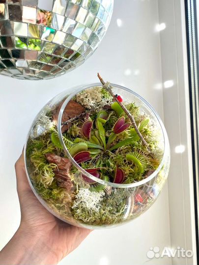 Флорариум с венериной мухоловкой