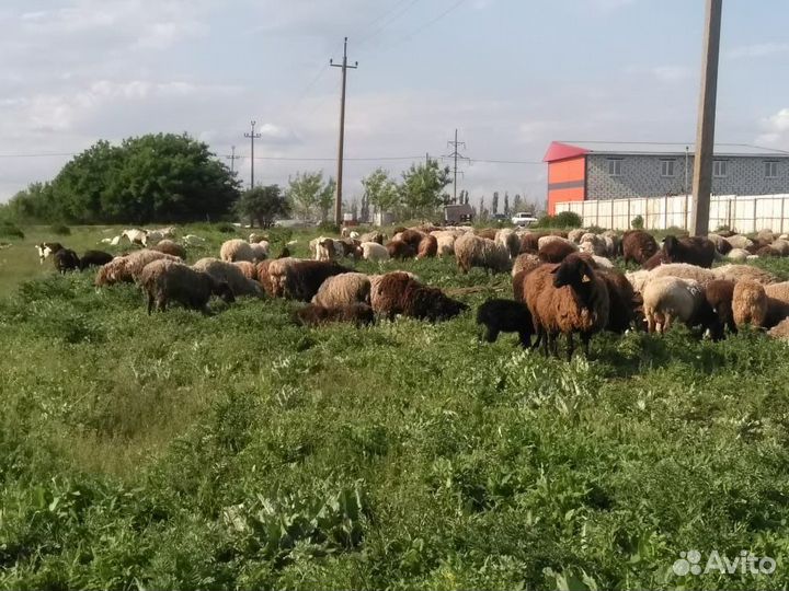 Продам баранов и овец оптом