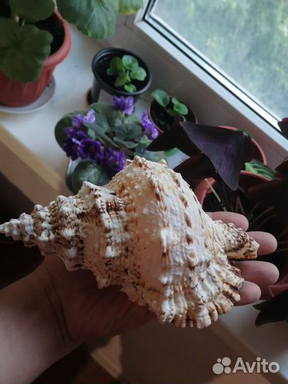 Морская Большая Ракушка Бурса Бубо