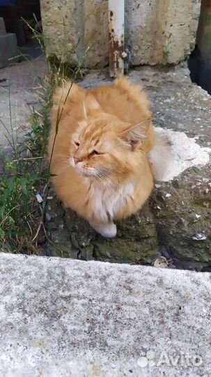 Рыжее счастье